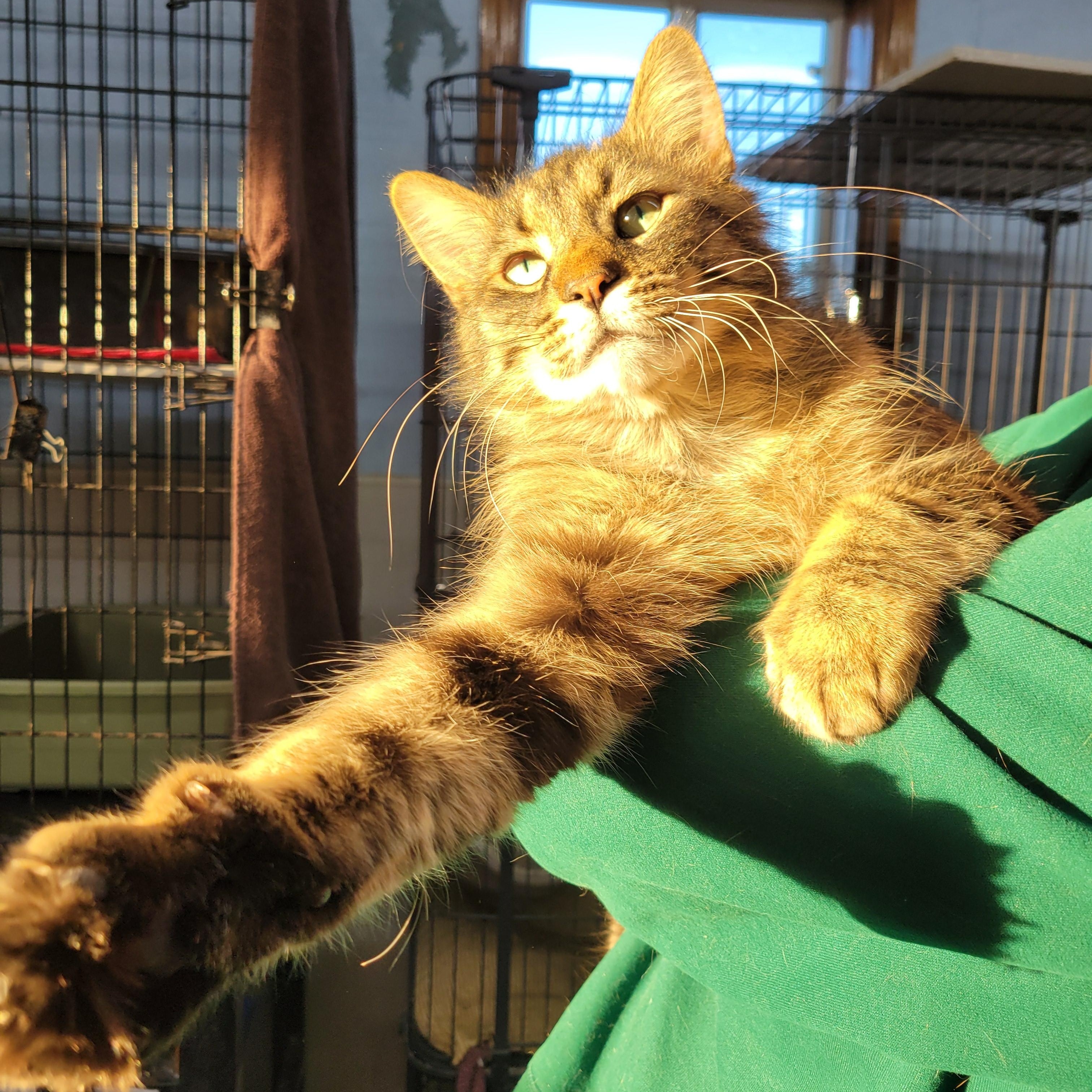 Randy, ADOPTABLE, Adult Male Domestic Long Hair.