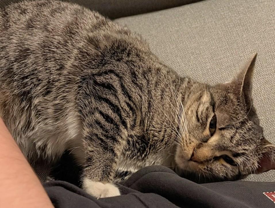 Enlarge BB Bobtail, a Adoptable Domestic Short Hair in Melrose, MA image 1/6