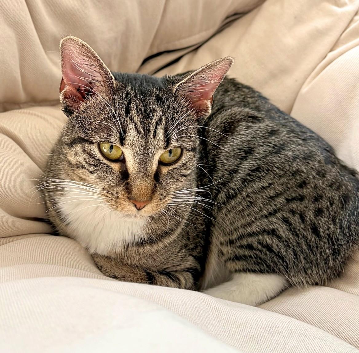 Enlarge BB Bobtail, a Adoptable Domestic Short Hair in Melrose, MA image 3/6