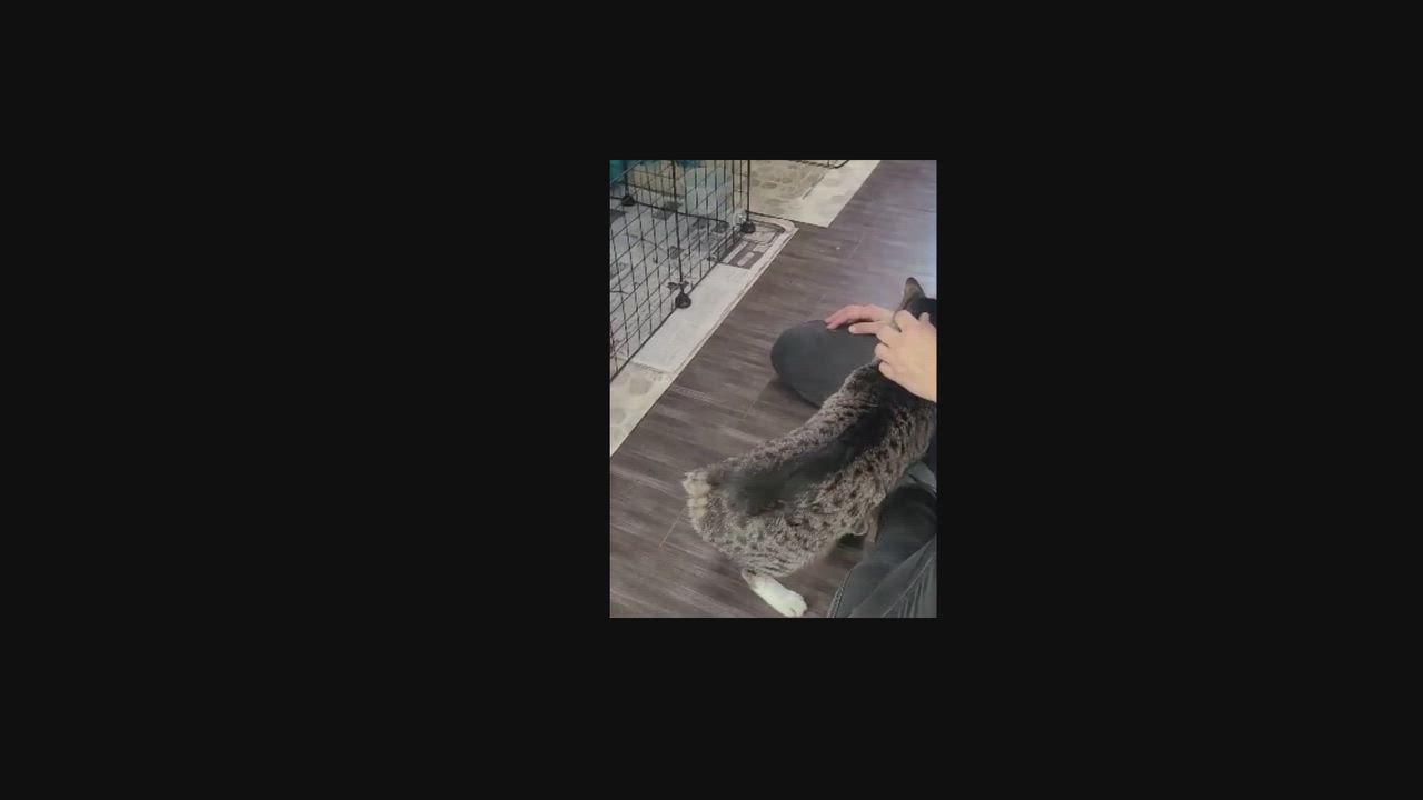 Enlarge BB Bobtail, a Adoptable Domestic Short Hair in Melrose, MA video 4/6