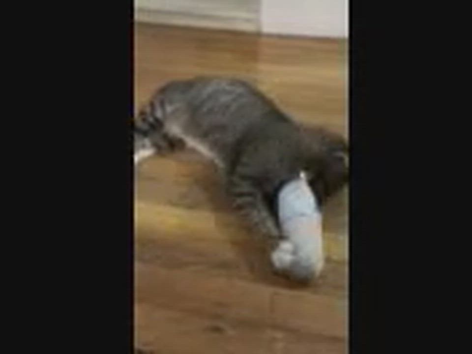 Enlarge BB Bobtail, a Adoptable Domestic Short Hair in Melrose, MA video 5/6