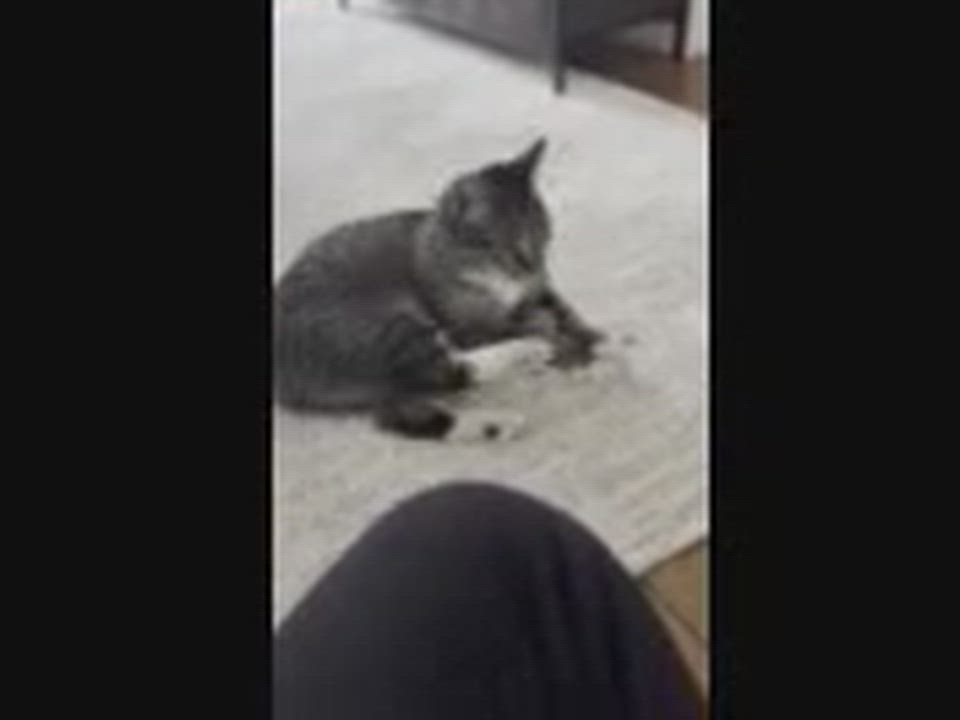 Enlarge BB Bobtail, a Adoptable Domestic Short Hair in Melrose, MA video 6/6