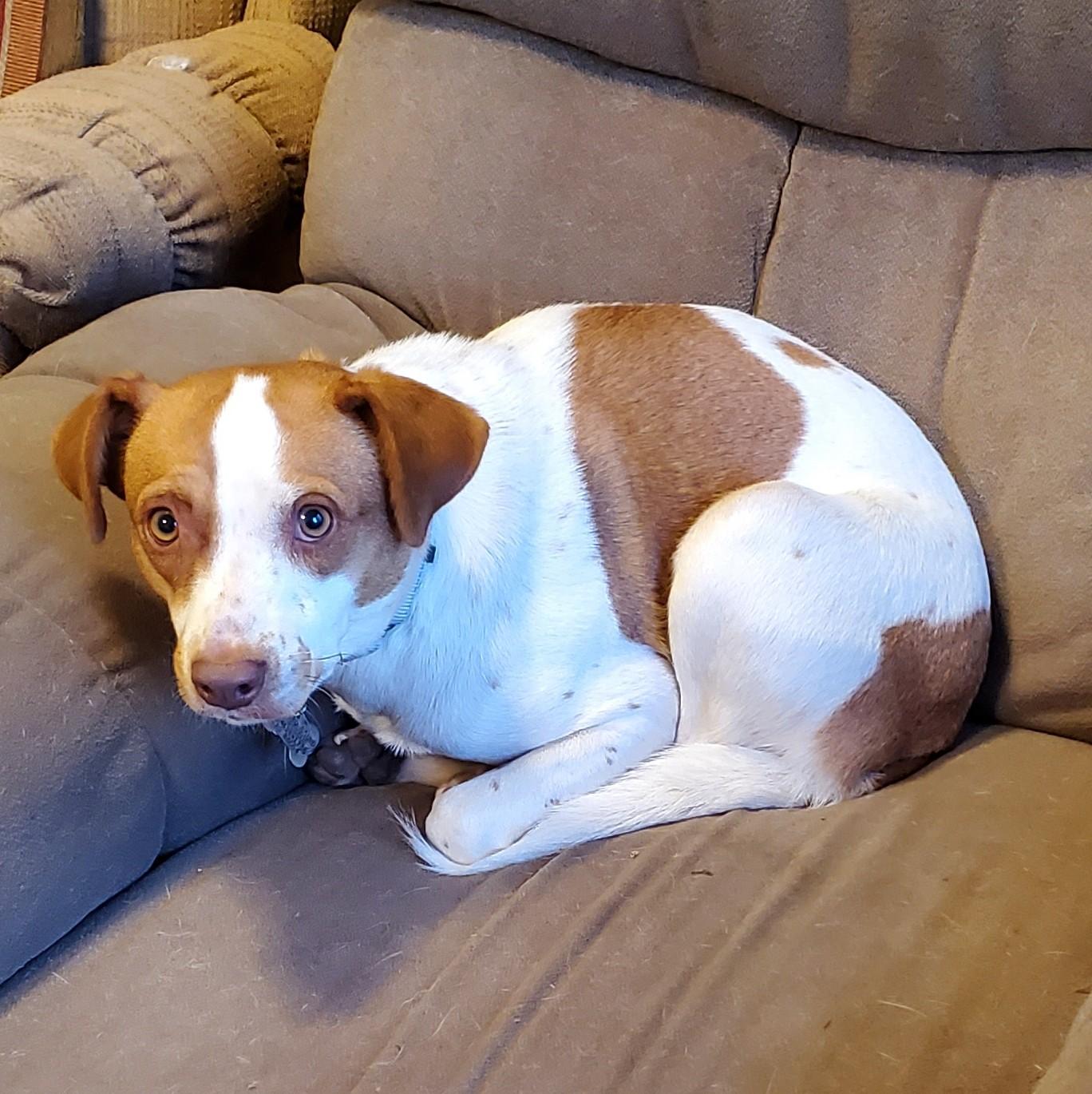 Chunk, Adoptable, Puppy Female Terrier & Hound.