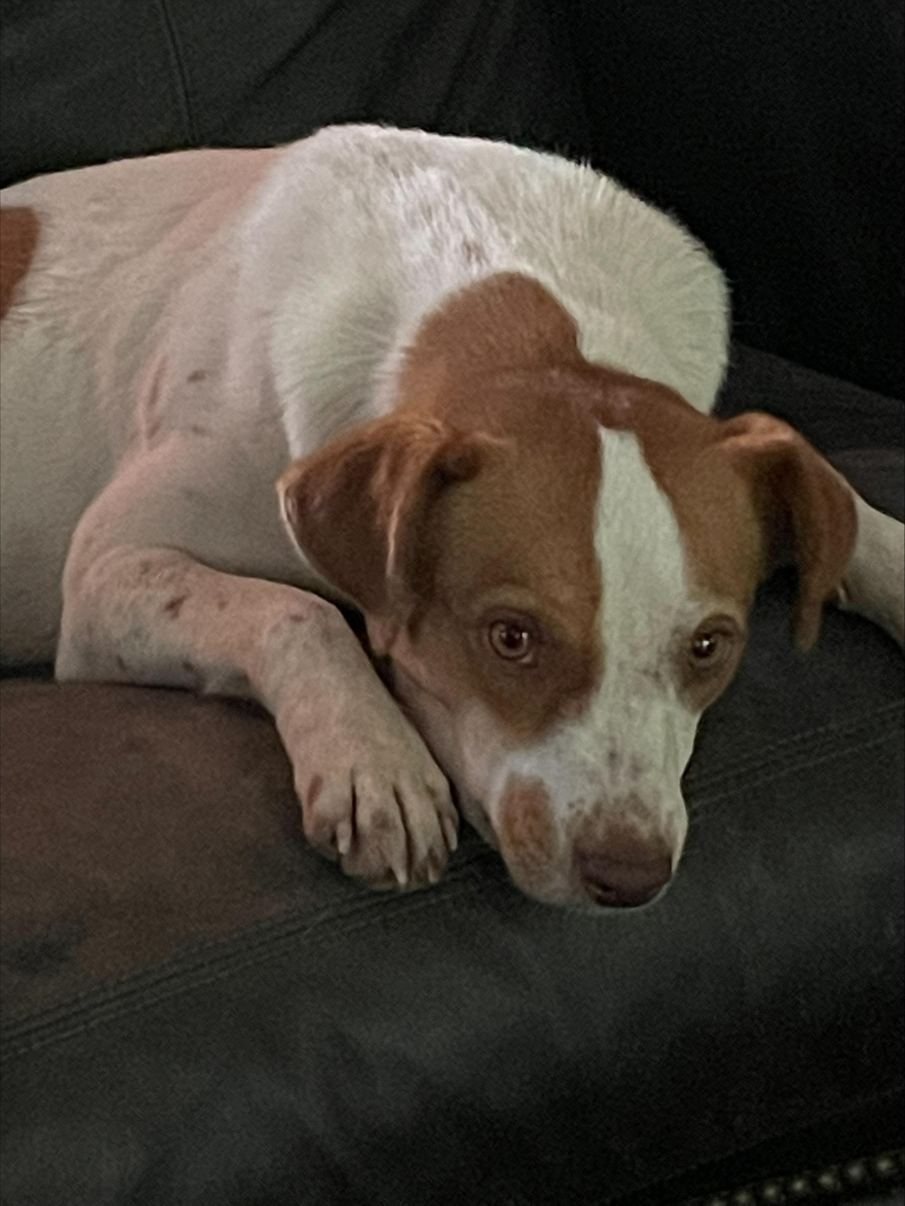 Enlarge Chunk, a Adoptable mixed breed in Albany, NY image 6/6