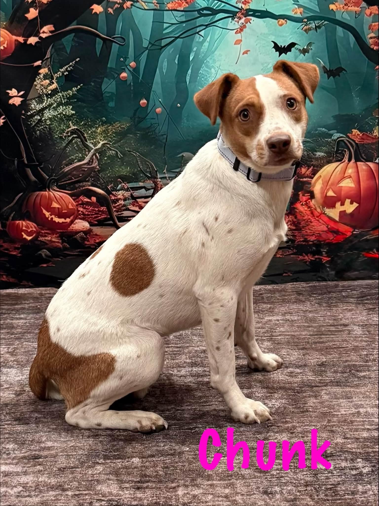 Enlarge Chunk, a Adoptable mixed breed in Albany, NY image 3/6