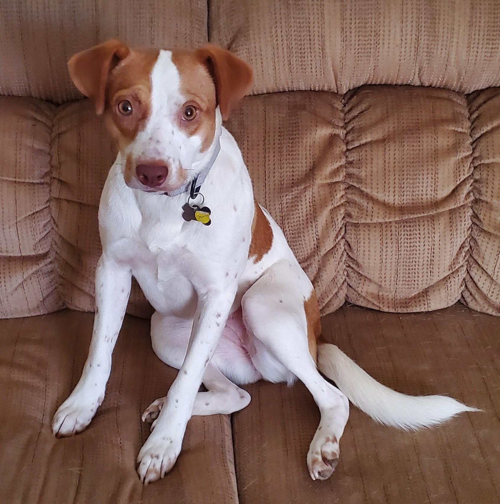 Chunk, Adoptable, Puppy Female Terrier & Hound.