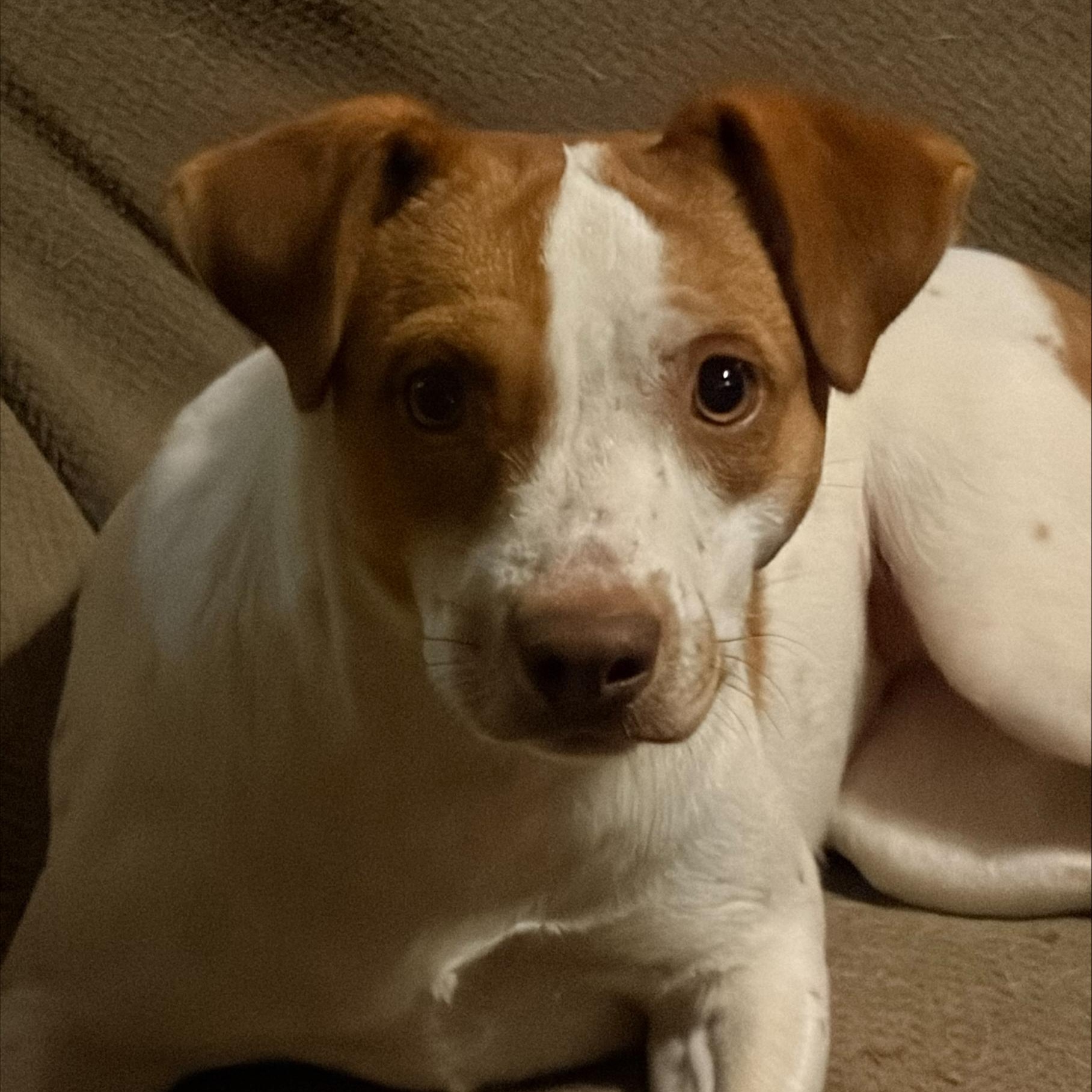 Enlarge Chunk, a Adoptable mixed breed in Albany, NY image 5/6
