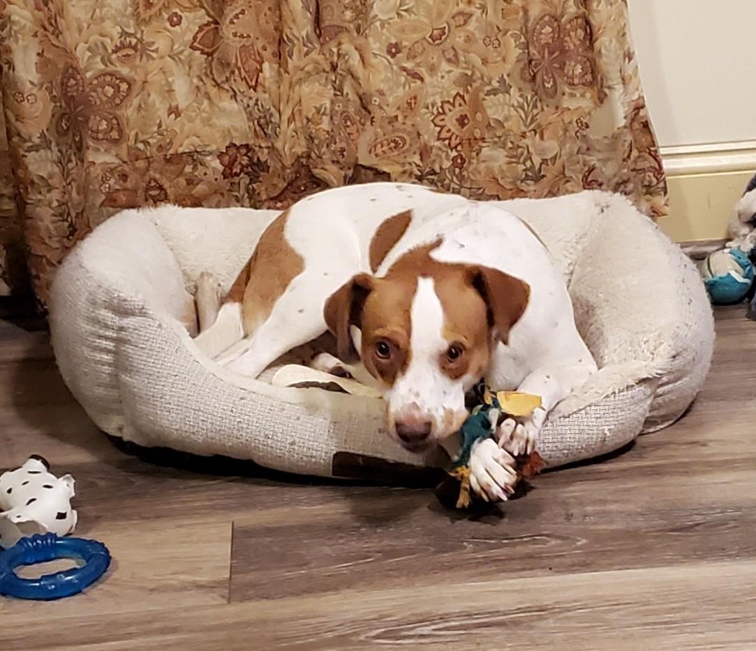 Enlarge Chunk, a Adoptable mixed breed in Albany, NY image 2/6