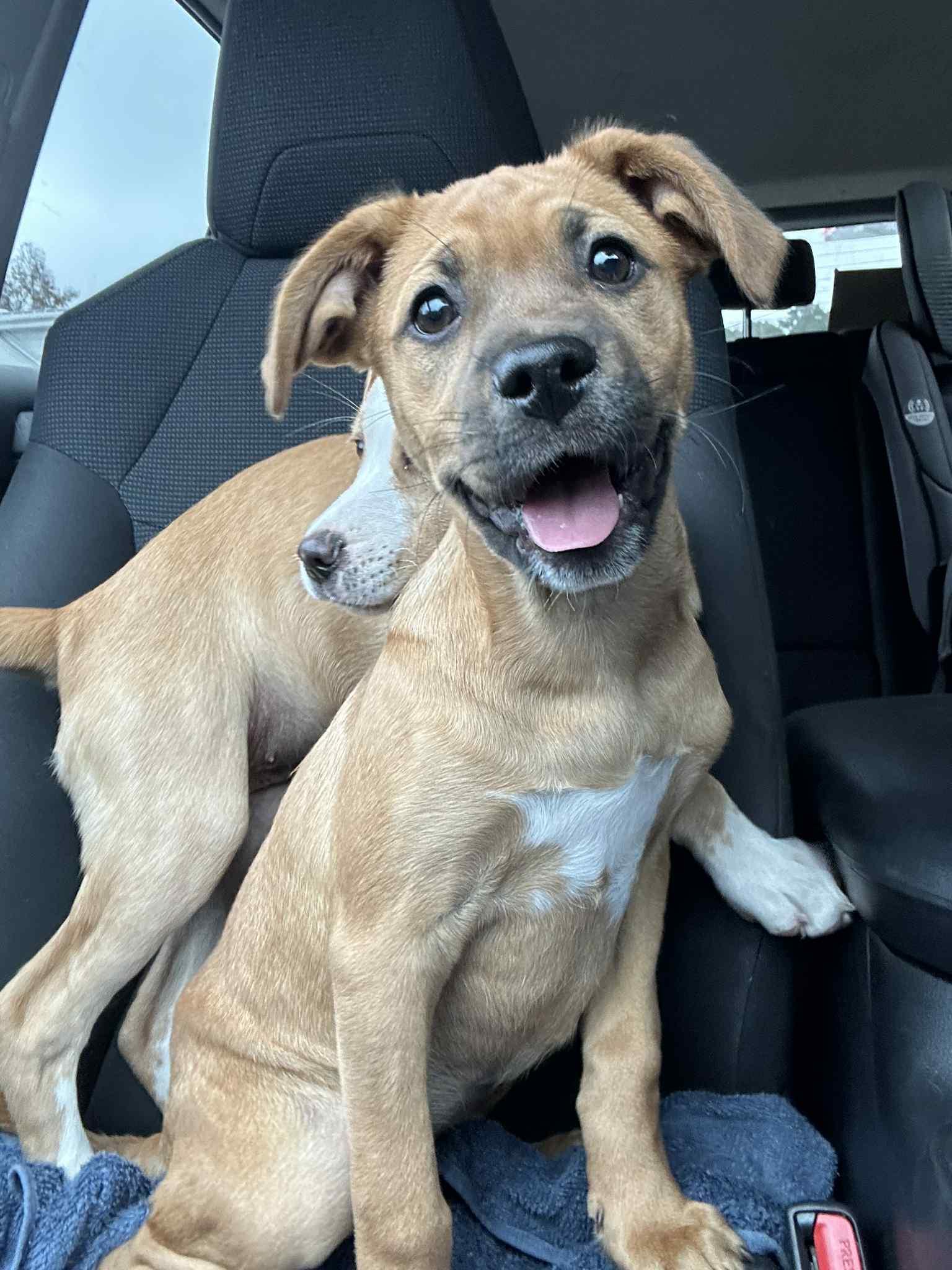 Sophia , a ADOPTABLE Mixed Breed in Myrtle Beach, SC image 1/3