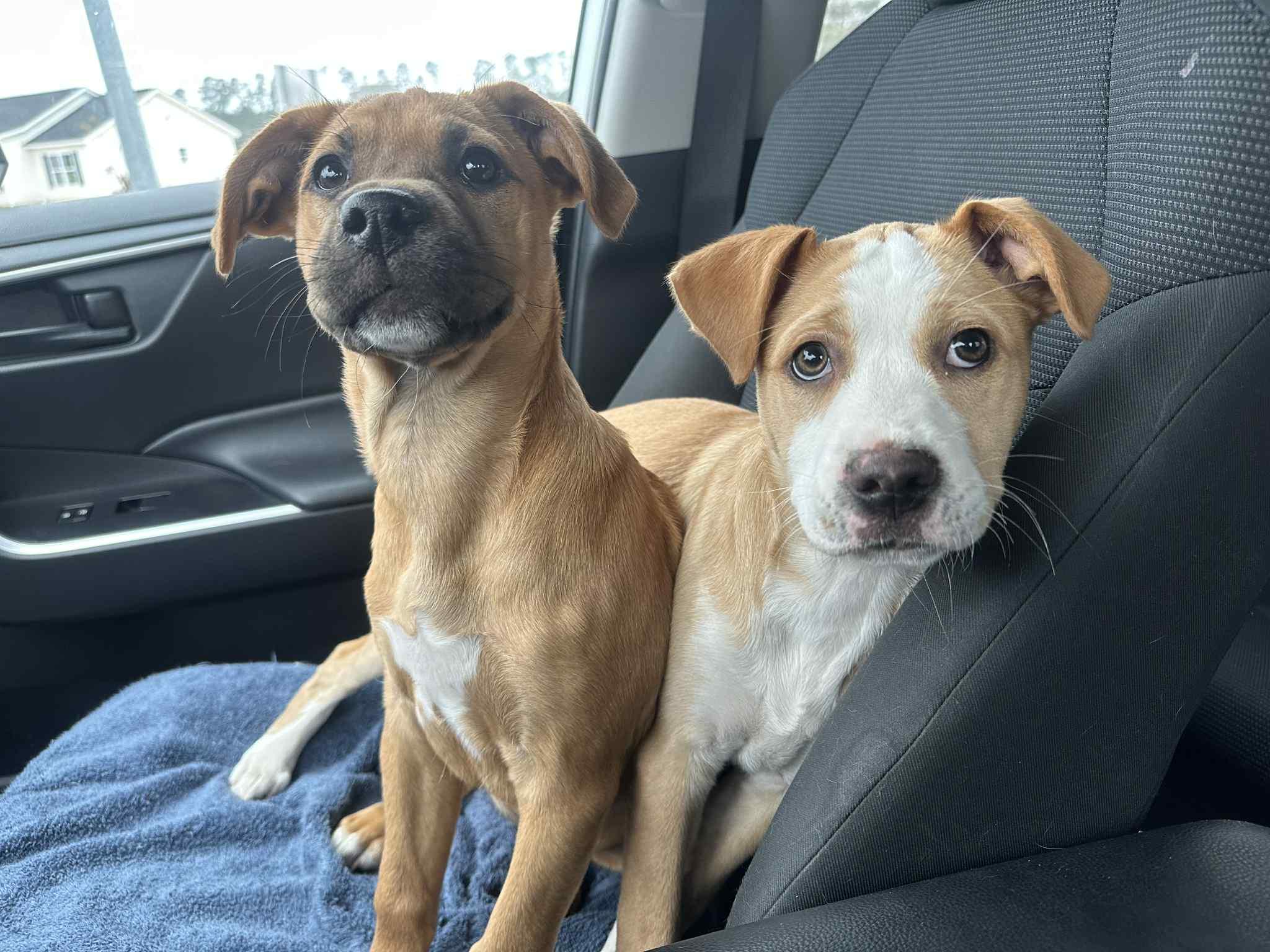 Sophia , a ADOPTABLE Mixed Breed in Myrtle Beach, SC image 2/3