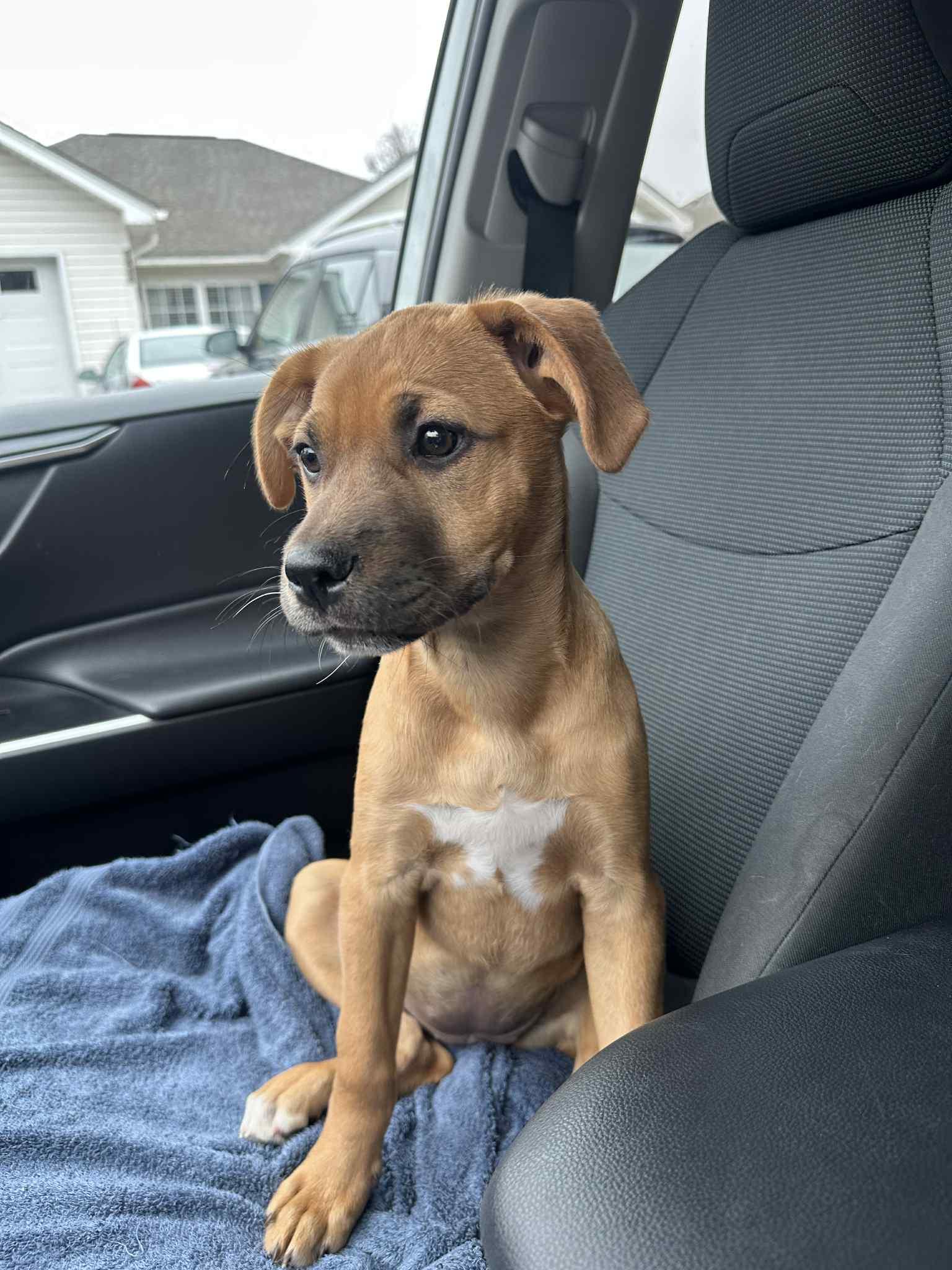Sophia , a ADOPTABLE Mixed Breed in Myrtle Beach, SC image 3/3