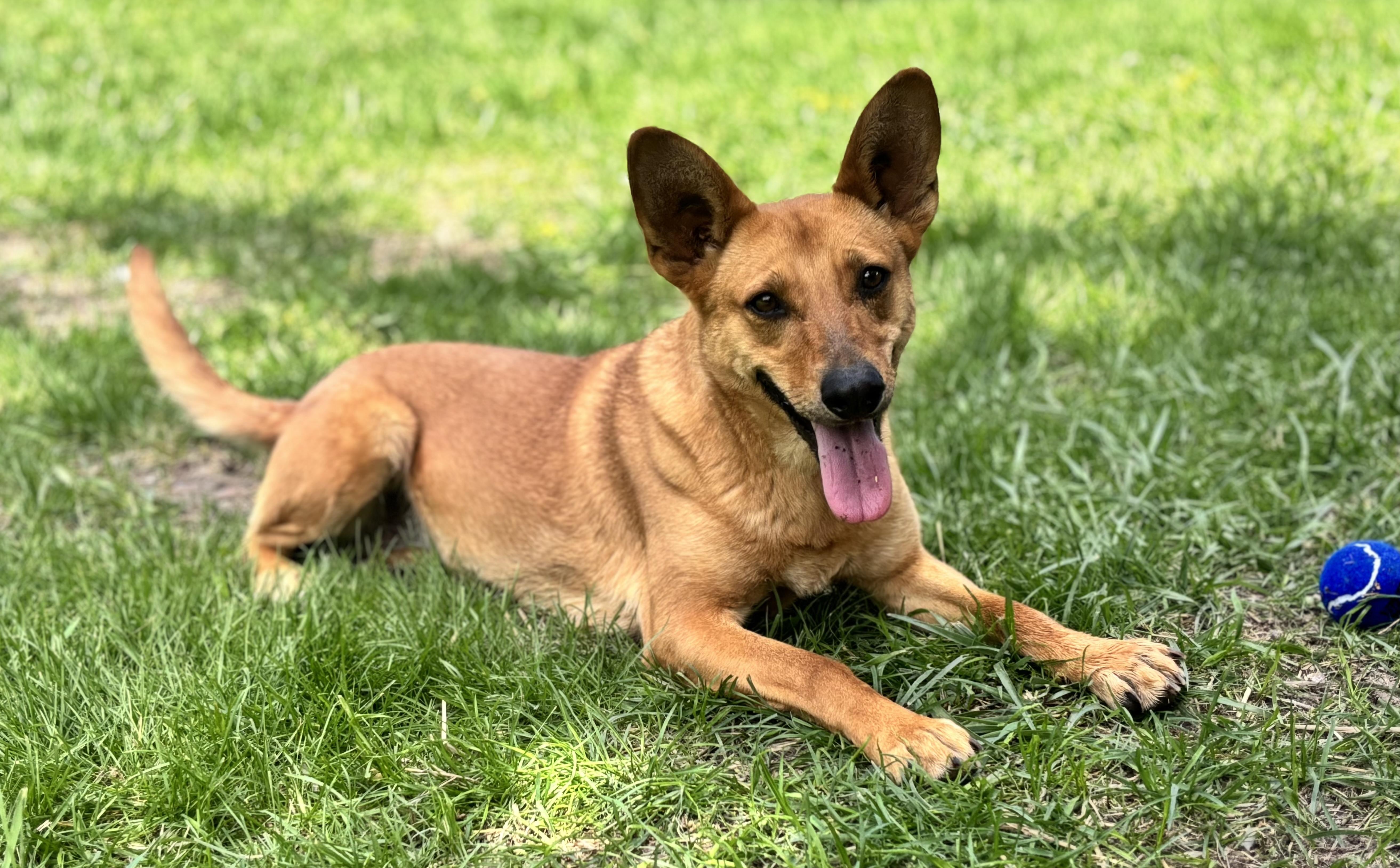 Delilah, Adoptable, Adult Female Carolina Dog.