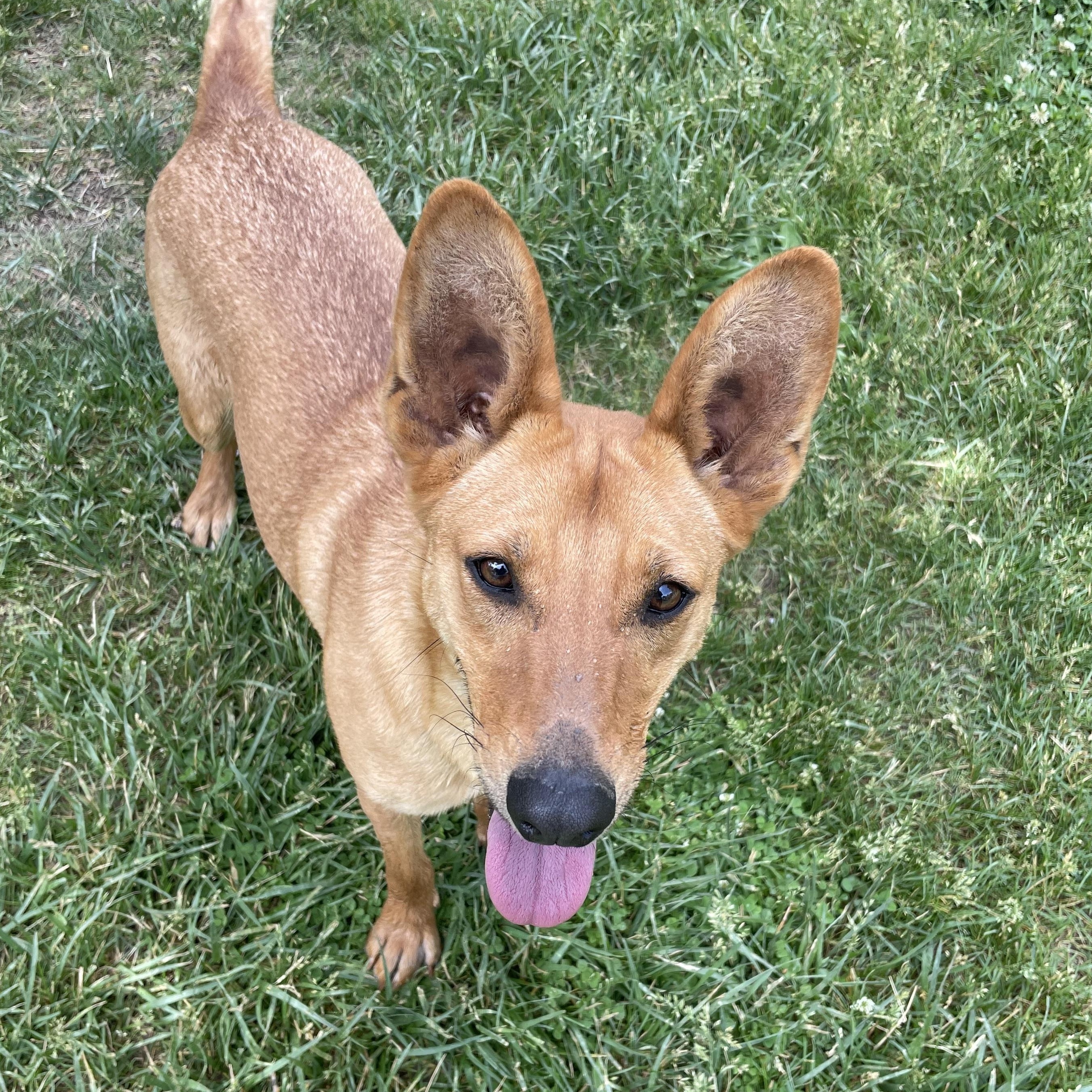 Enlarge Delilah, a Adoptable mixed breed in Durango, CO image 2/2