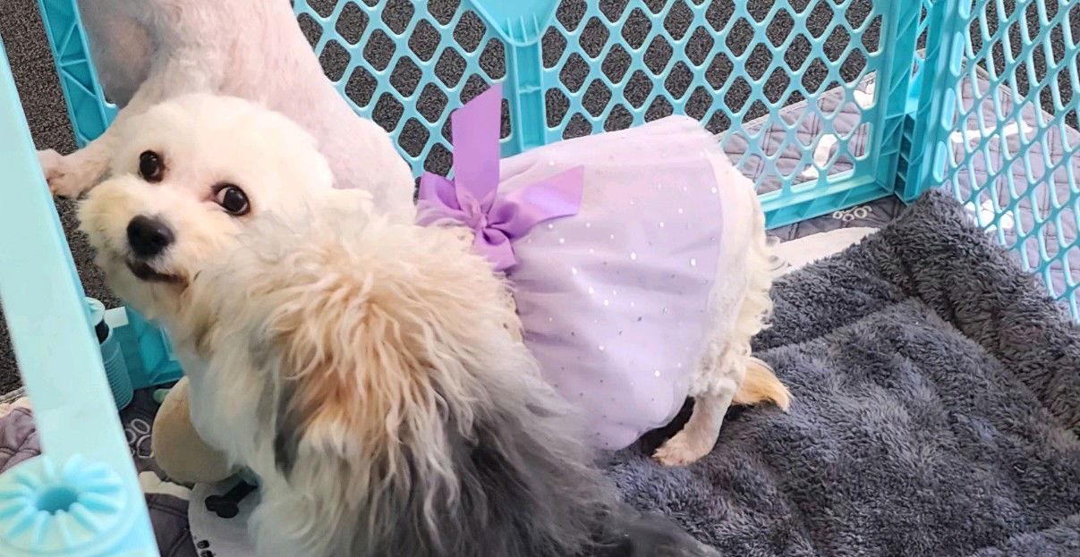 Ilene, a Adoptable mixed breed in Seaford, DE image 1/4