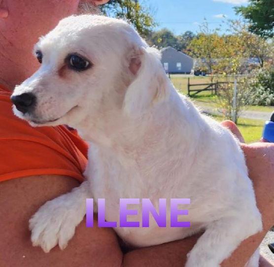 Ilene, a Adoptable mixed breed in Seaford, DE image 2/4
