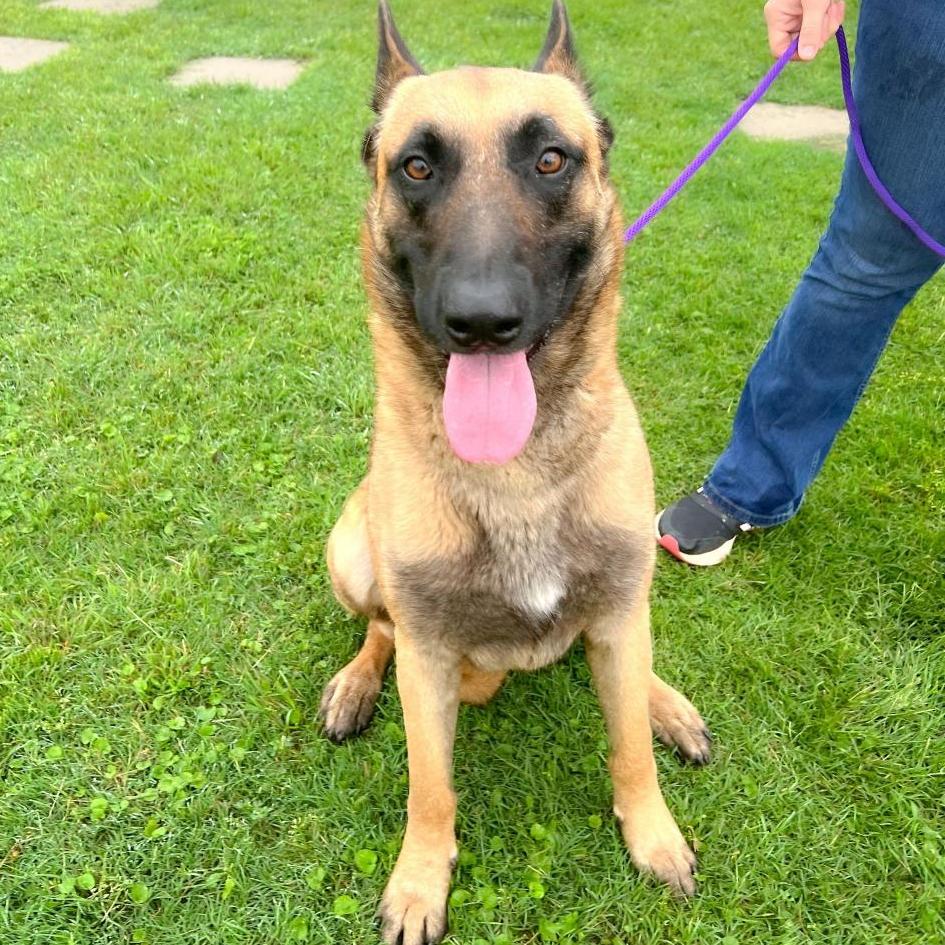Astro, a ADOPTABLE Belgian Shepherd / Malinois in Temple, TX image 3/3