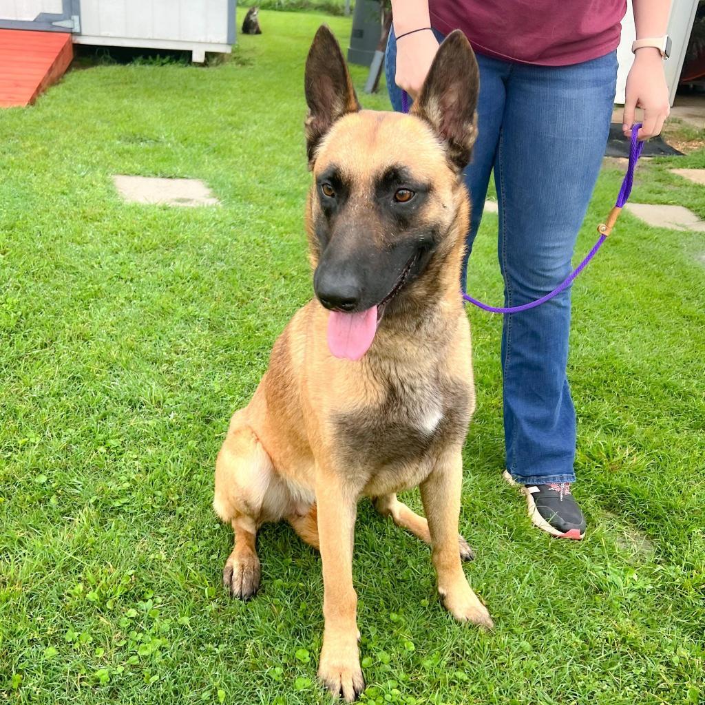 Astro, a ADOPTABLE Belgian Shepherd / Malinois in Temple, TX image 2/3