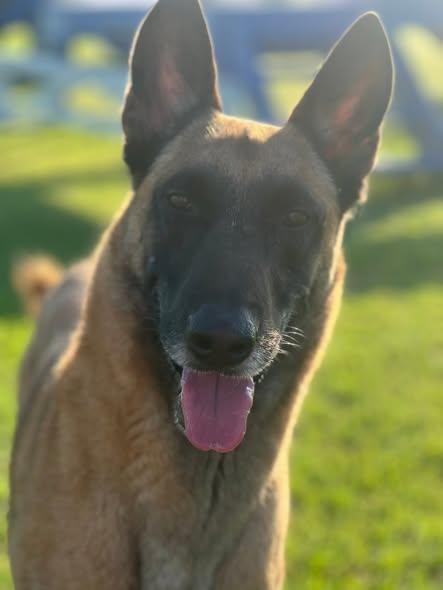 Astro, ADOPTABLE, Adult Male Belgian Shepherd / Malinois.