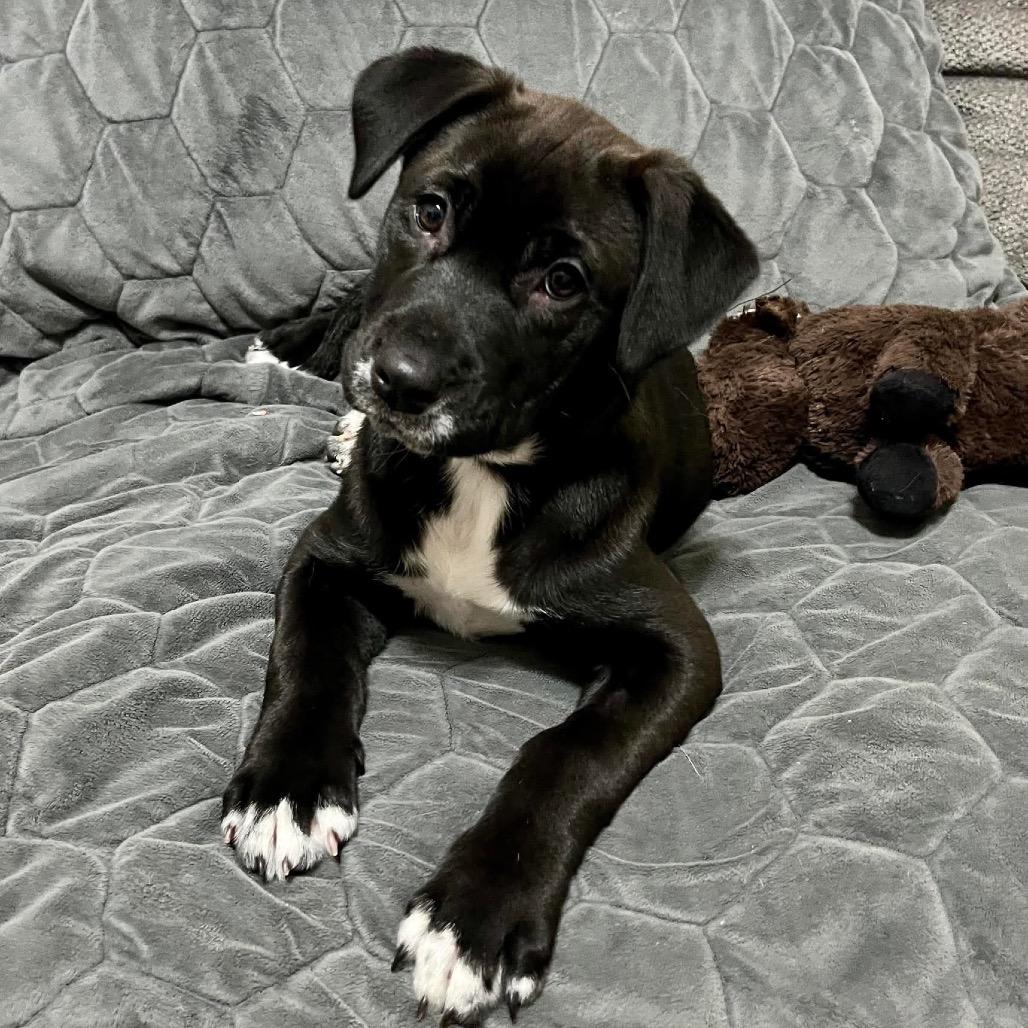 Buttercup, Adoptable, Puppy Female Mixed Breed.