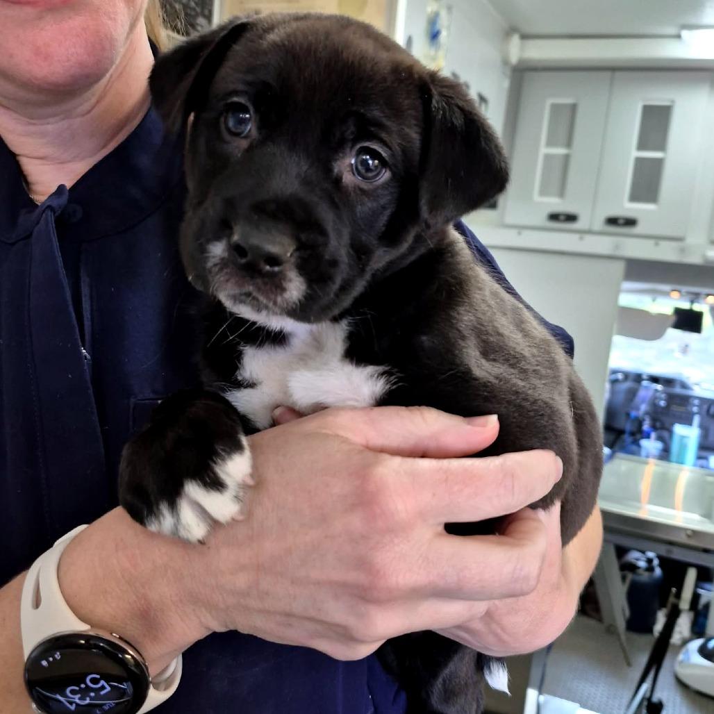 Buttercup, Adoptable, Puppy Female Mixed Breed.