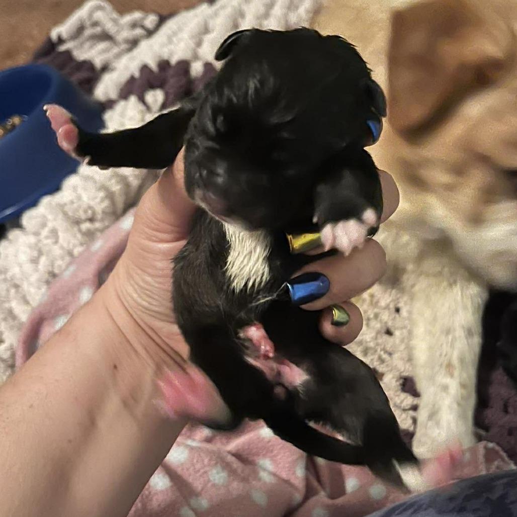 Buttercup, Adoptable, Puppy Female Mixed Breed.