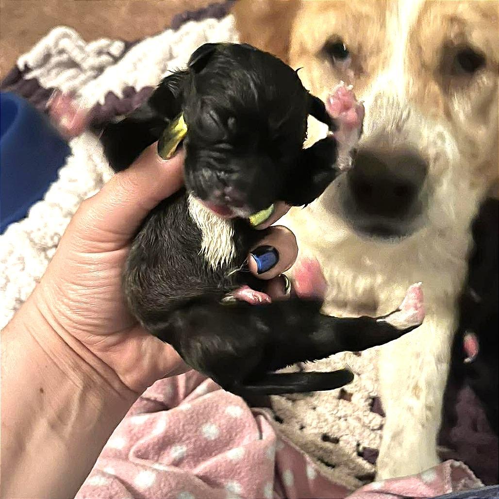 Enlarge Buttercup, a Adoptable Mixed Breed in Clarksville, TN image 2/2