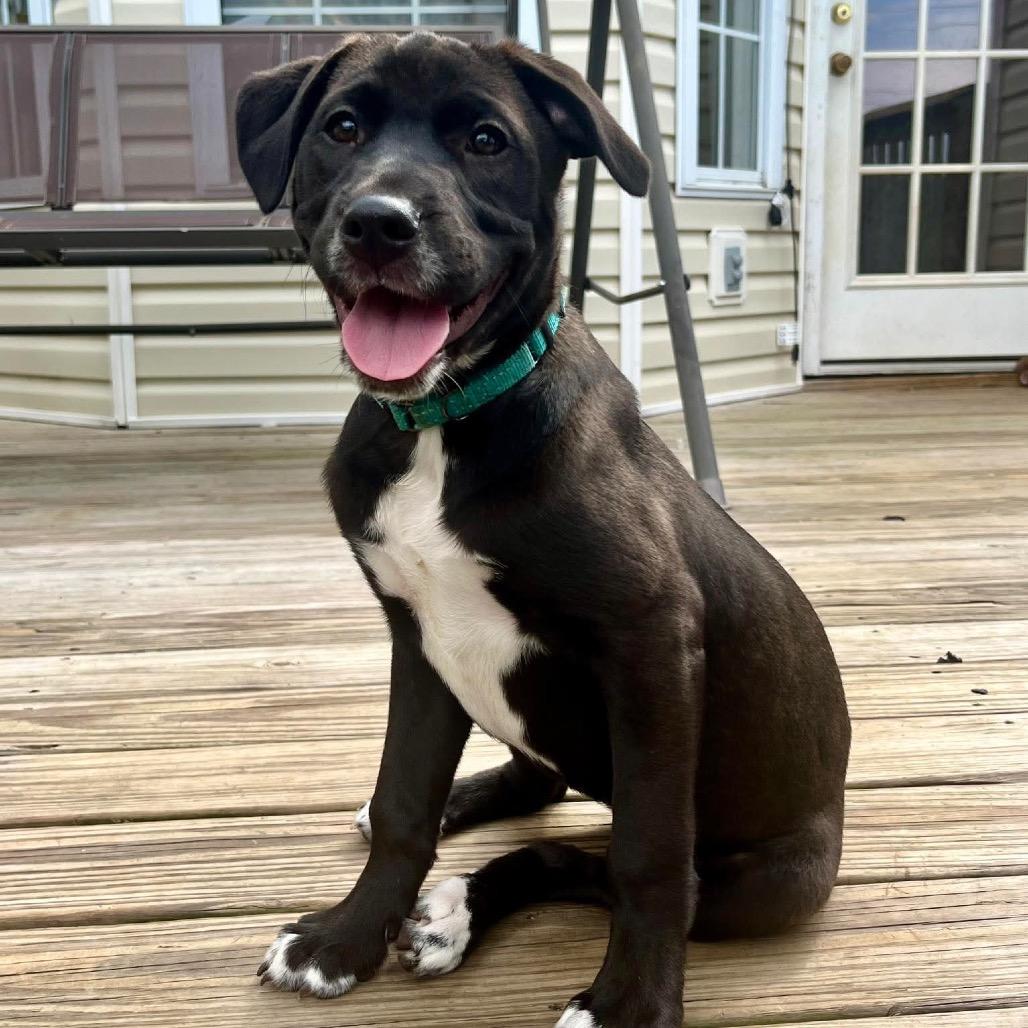 Enlarge Buttercup, a Adoptable Mixed Breed in Clarksville, TN image 5/6