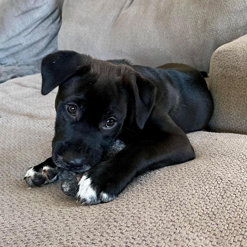 Enlarge Buttercup, a Adoptable Mixed Breed in Clarksville, TN image 6/6