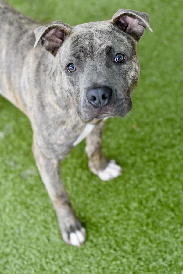 Rocko, Adoptable, Young Male Pit Bull Terrier.