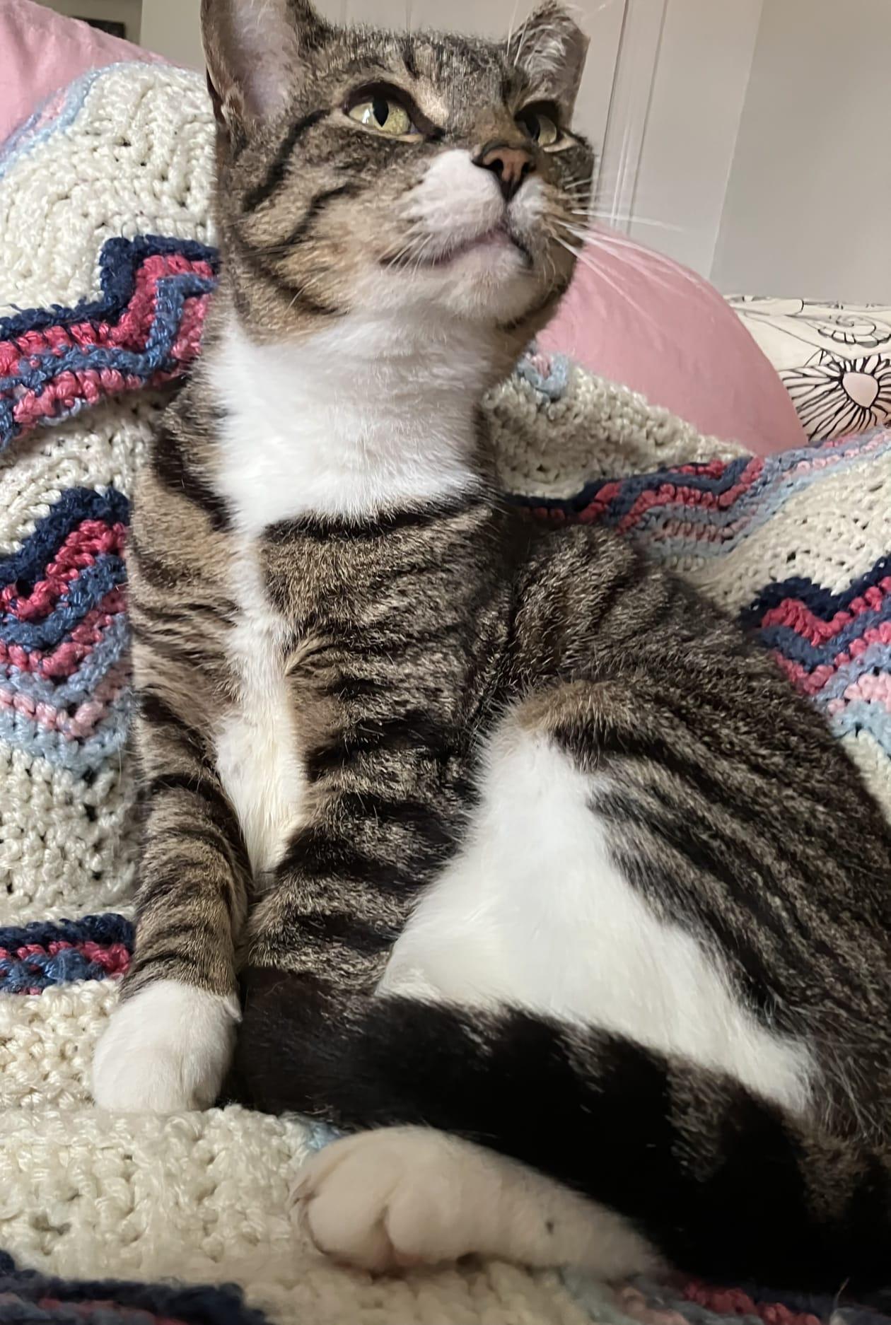 Rajah, Adult Female Domestic Short Hair