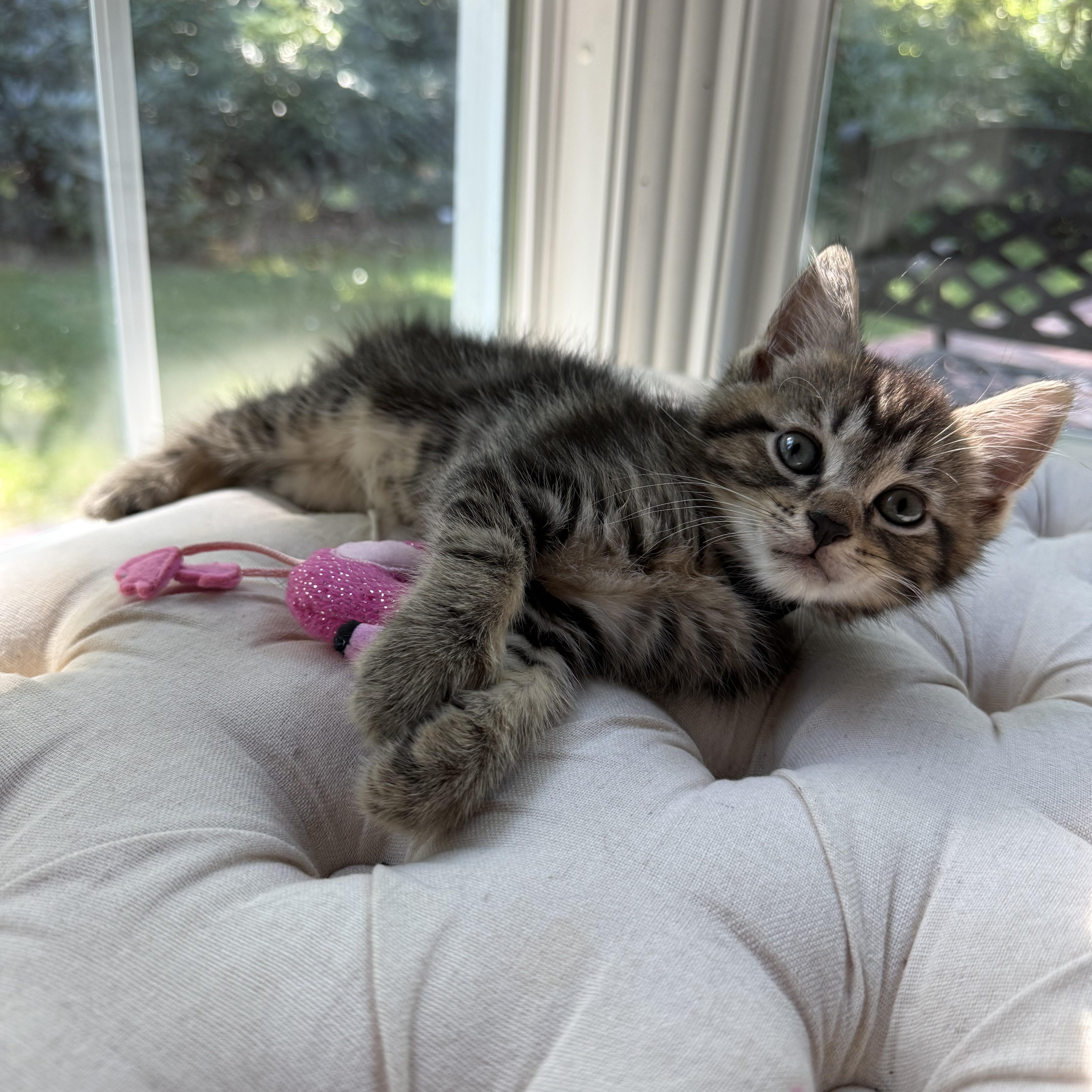 Haru, Adoptable, Kitten Male Domestic Short Hair & Tabby.