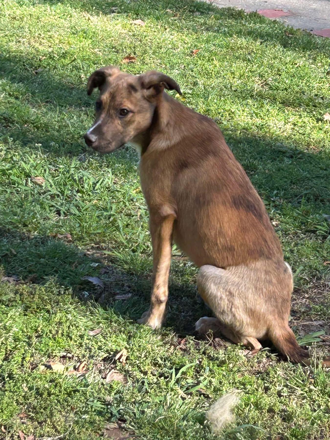 Gideon, Adoptable, Young Male Greyhound.