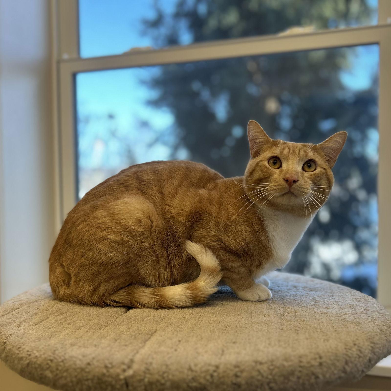 Enlarge Angus, a Adopted Domestic Short Hair in Arlington, VT image 1/1