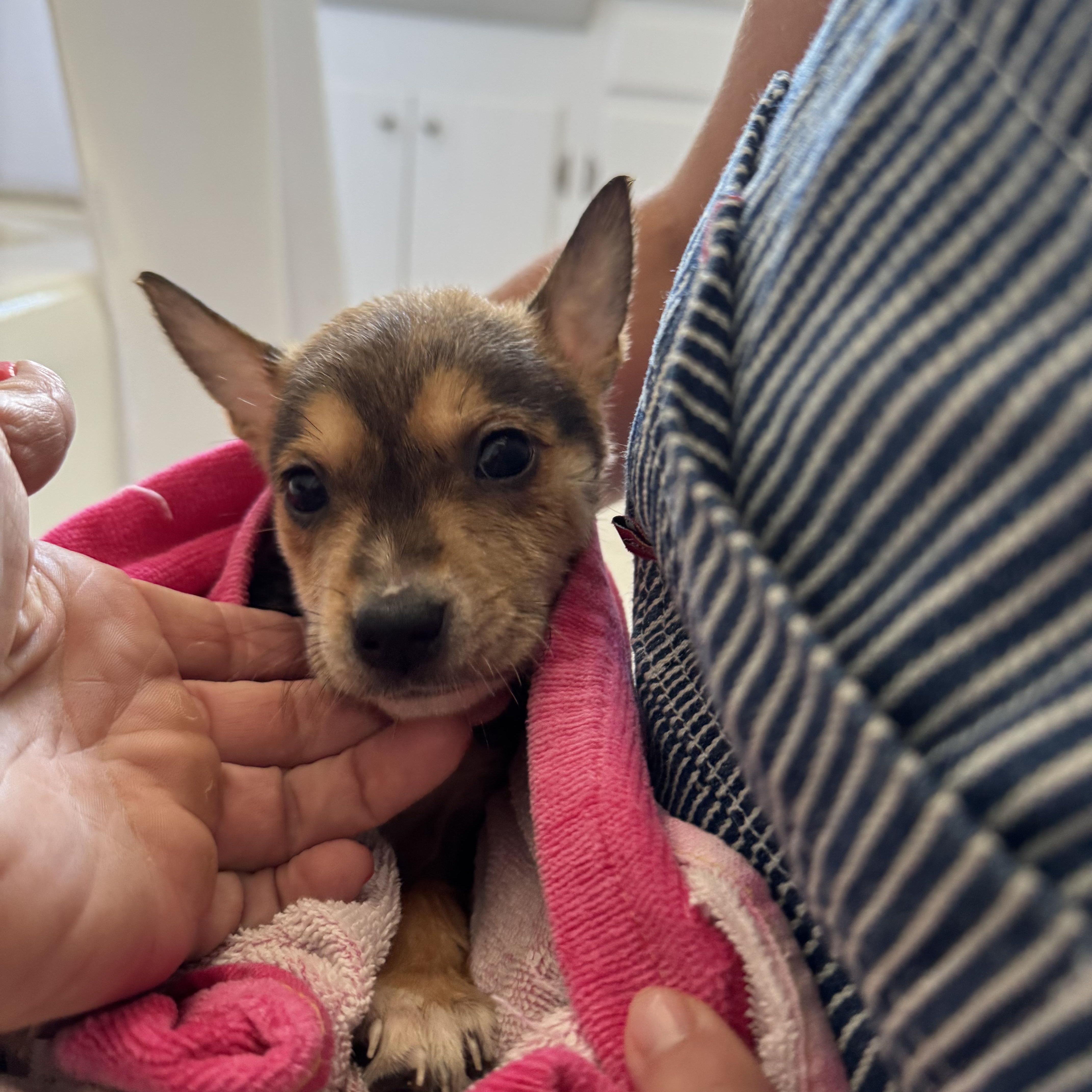 Enlarge Penne, a Adoptable Chihuahua in Sun Valley, CA image 1/1
