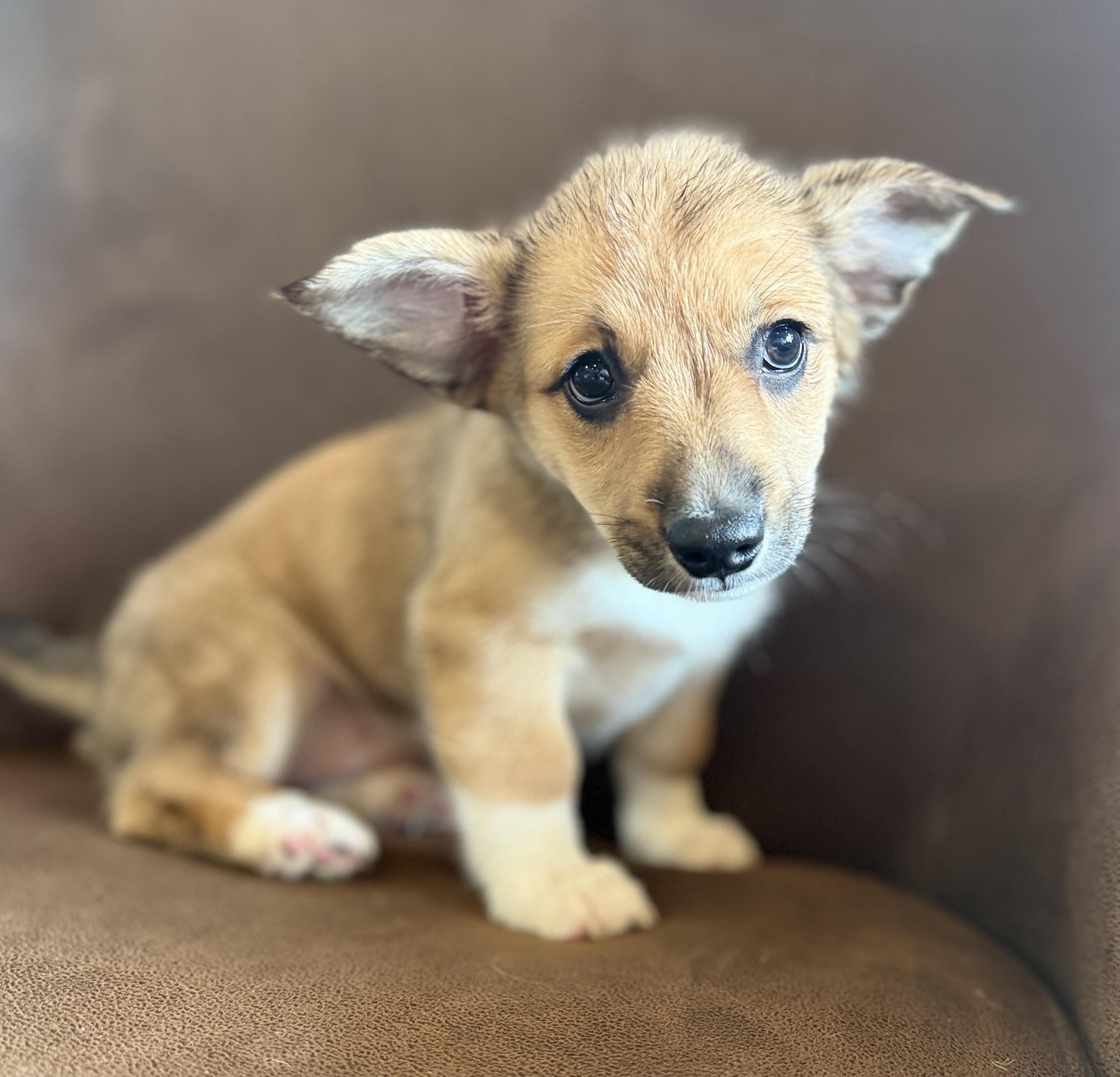Turnip, adopted, Puppy Female Corgi & Australian Shepherd.