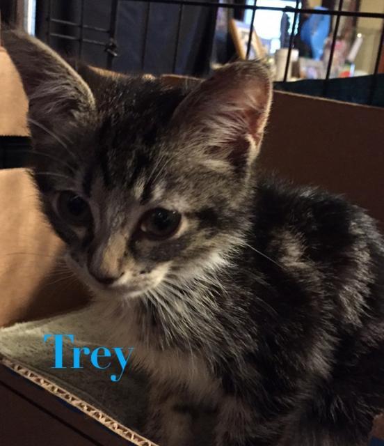 Trey, Adopted, Adult Male Domestic Short Hair.