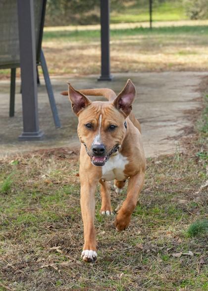 Prudence 55180, Adoptable, Adult Female Mixed Breed & Mixed Breed.