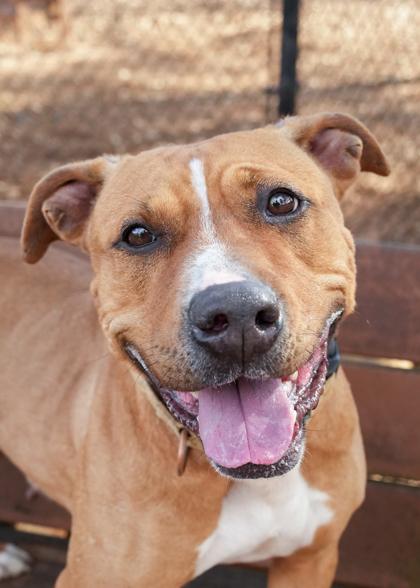 Prudence 55180, a Adoptable mixed breed in Aiken, SC image 1/3