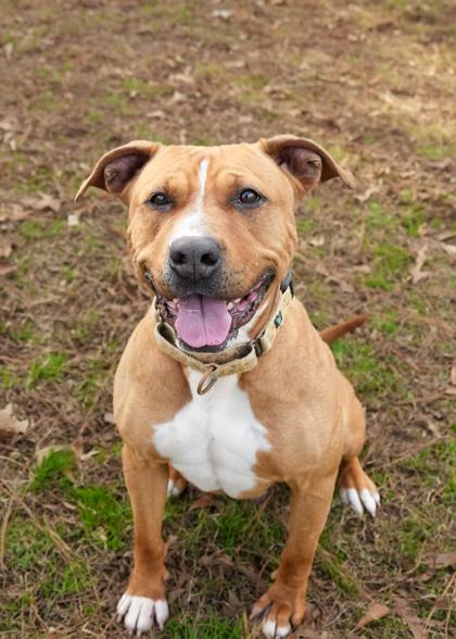 Prudence 55180, a Adoptable mixed breed in Aiken, SC image 1/3