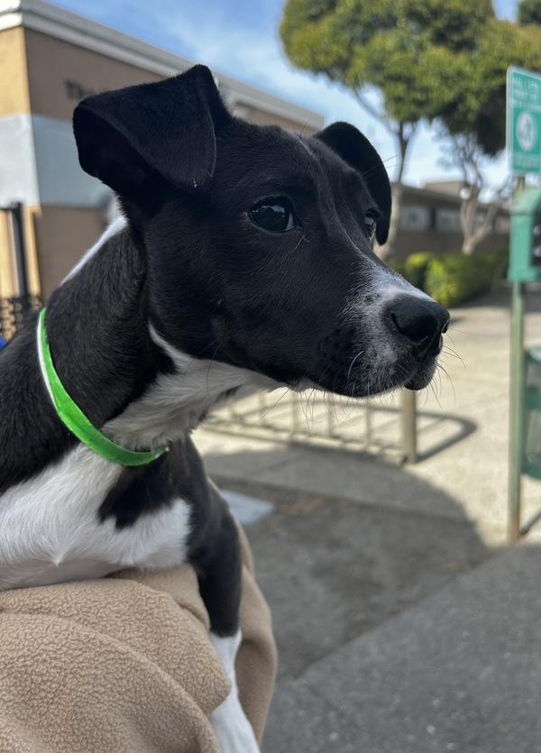 Longmire, Adoptable, Puppy Male Pit Bull Terrier & Dachshund.