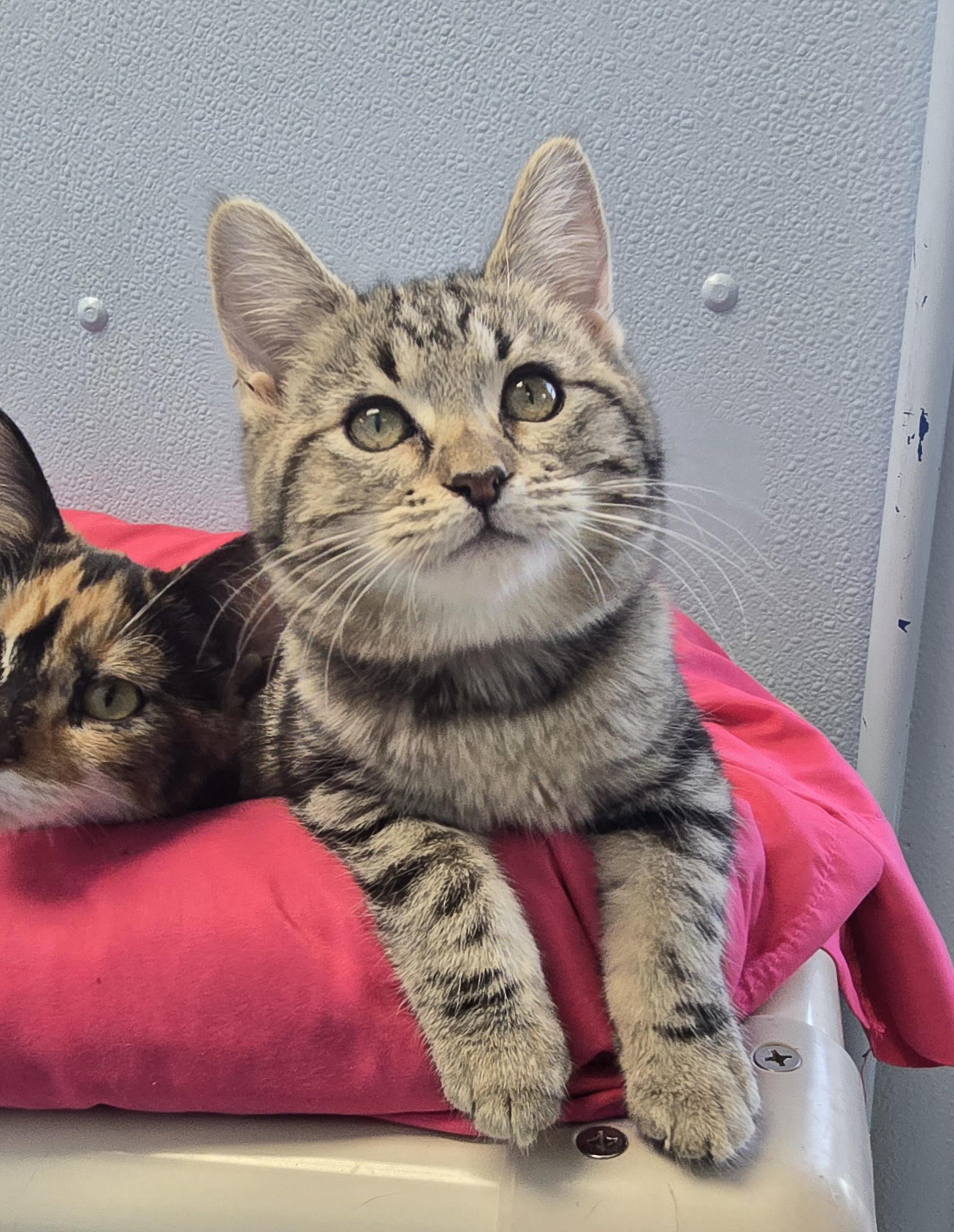 Cocoa, ADOPTABLE, Kitten Female Domestic Short Hair.