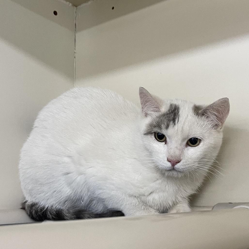 Enlarge Oreo, a Adoptable Domestic Short Hair in Spanish Fork, UT image 1/1