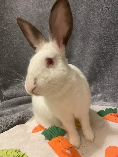 Junior, a Adoptable Californian in Pittsburgh, PA image 1/12