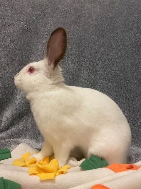 Junior, a Adoptable Californian in Pittsburgh, PA image 2/12