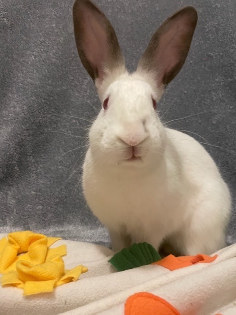 Junior, a Adoptable Californian in Pittsburgh, PA image 3/12