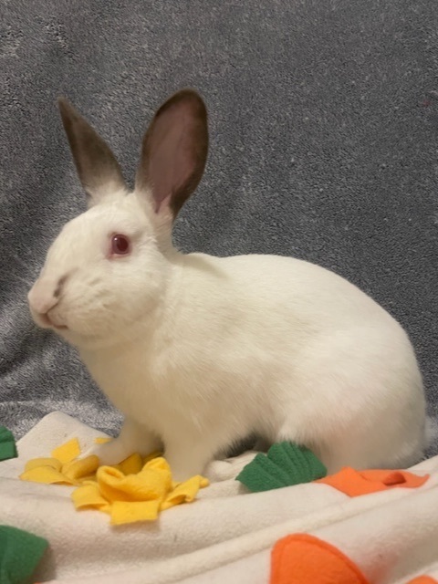 Junior, a Adoptable Californian in Pittsburgh, PA image 4/12