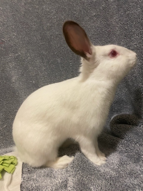 Junior, a Adoptable Californian in Pittsburgh, PA image 5/12