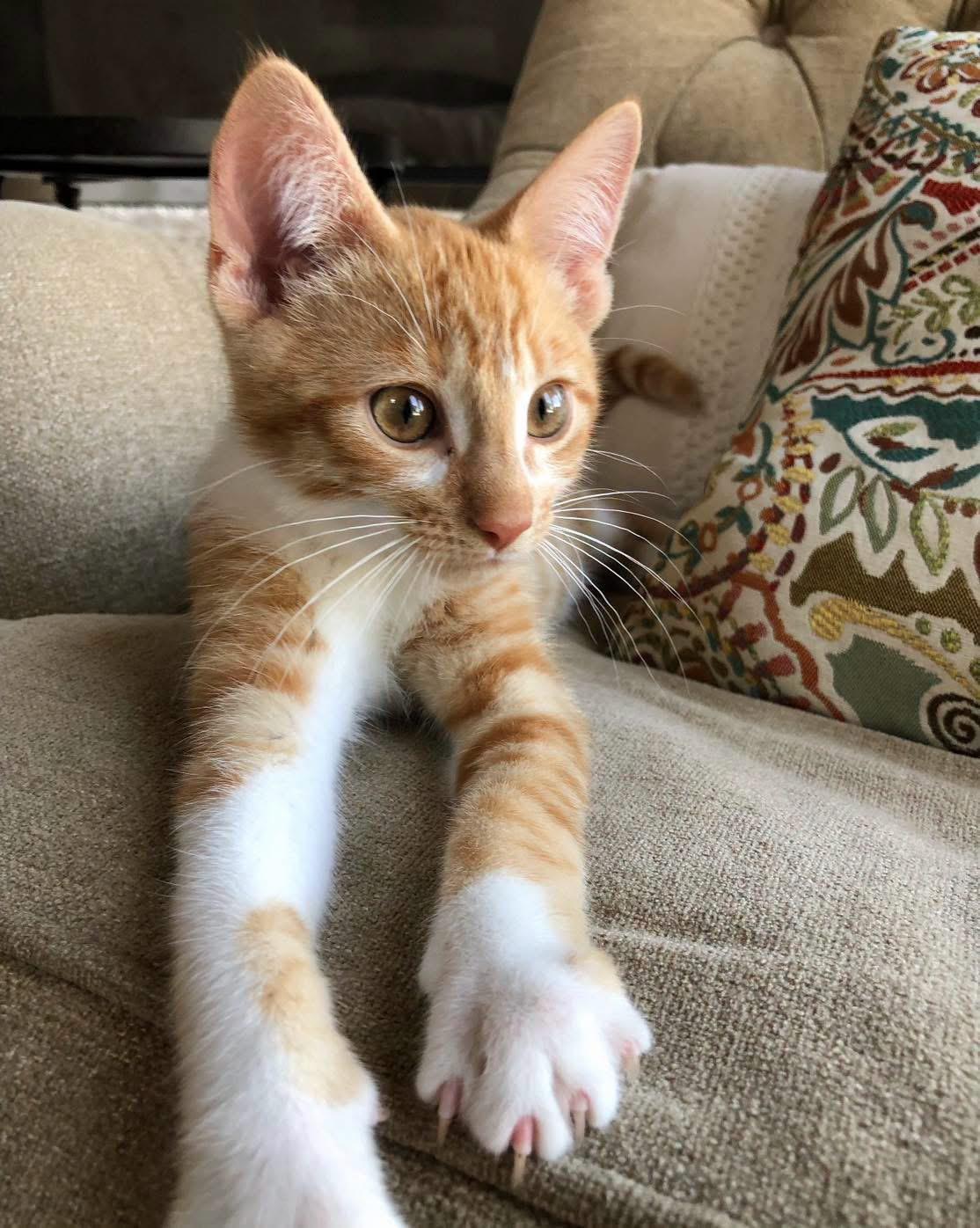 Carrot, ADOPTABLE, Kitten Male Domestic Short Hair.