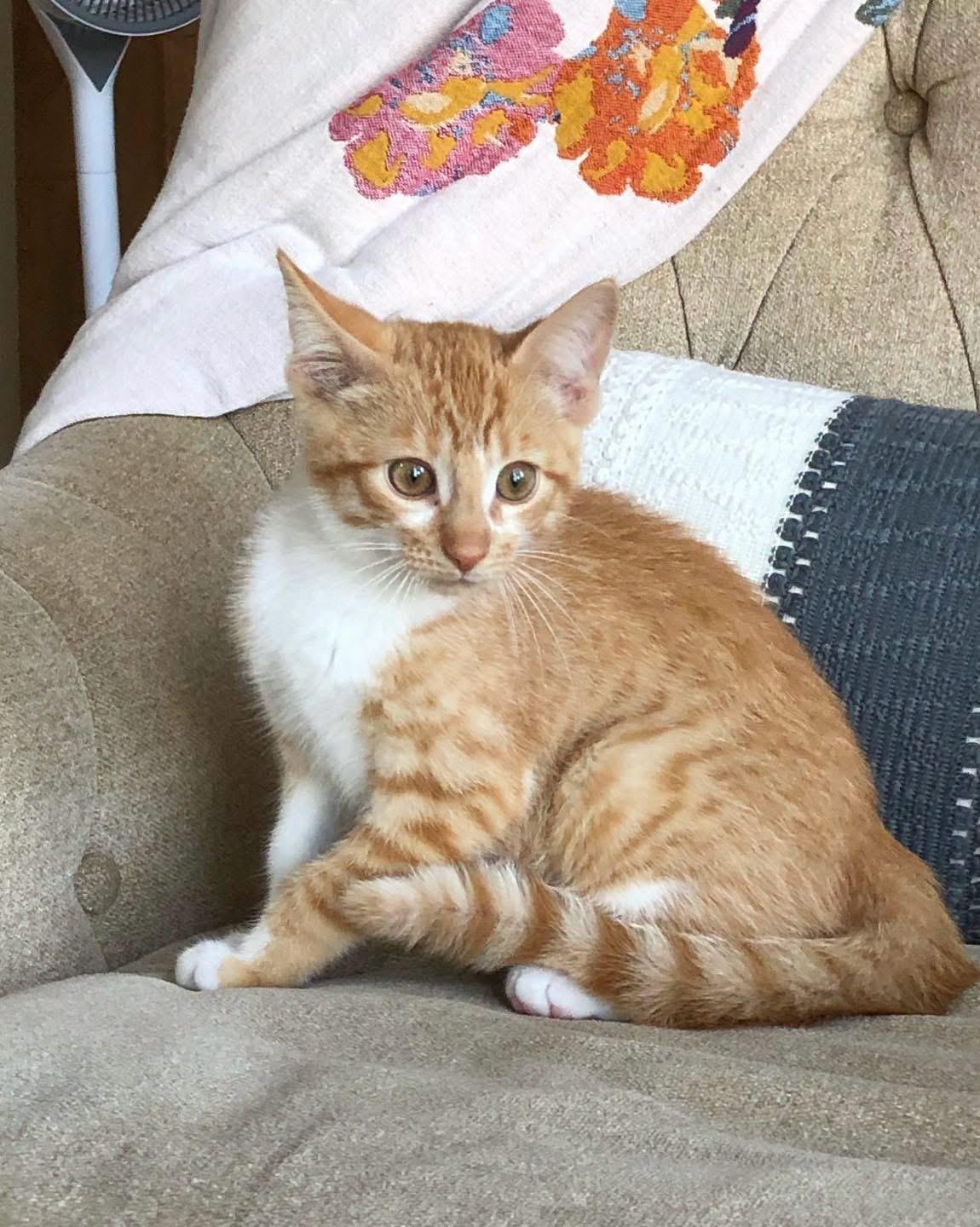 Carrot, a ADOPTABLE Domestic Short Hair in Grand Haven, MI image 2/4
