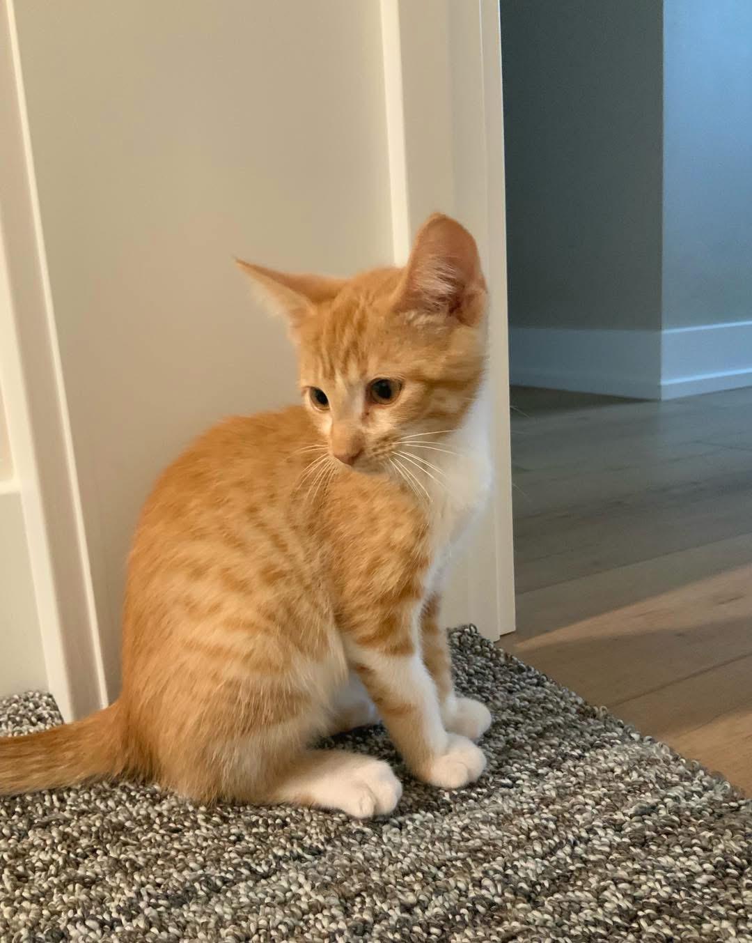 Carrot, a ADOPTABLE Domestic Short Hair in Grand Haven, MI image 4/4